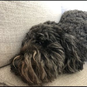 Meet your Posher, Patrick